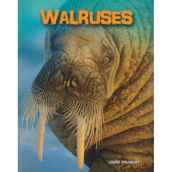 Walruses- Living in the Wild. Sea Mammals